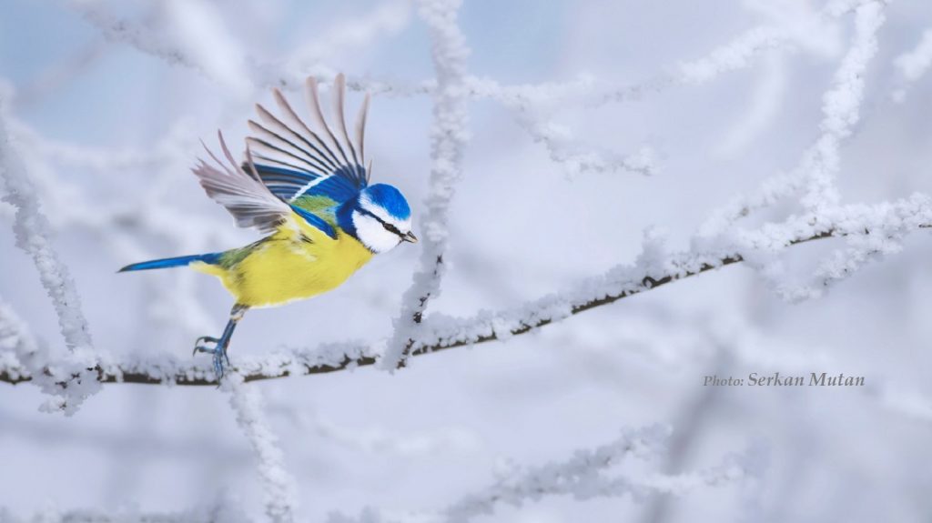 Bird flying in winter landscape.